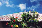 Okinawa's Traditional House